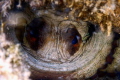   octopus watching me through its nest  